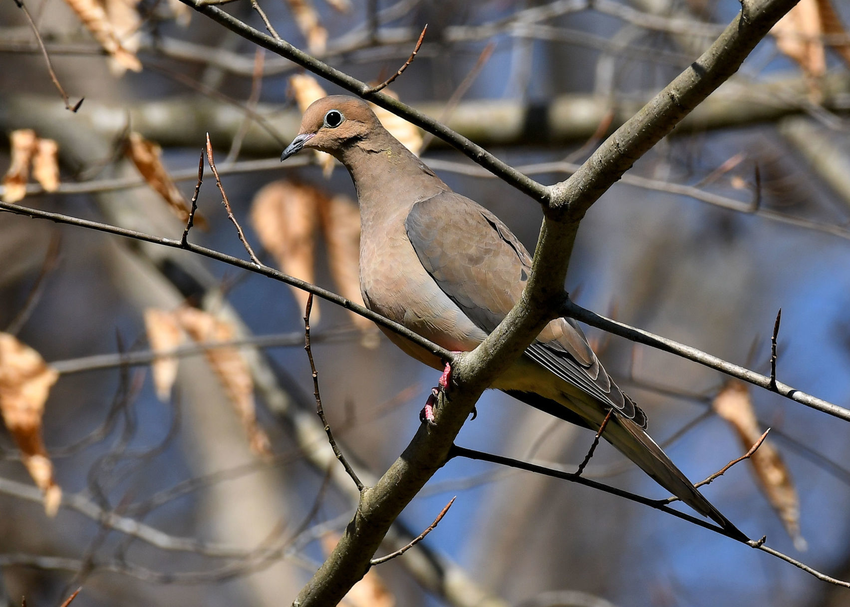 Dove